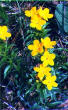 Puccoon Cove?  This is a Puccoon